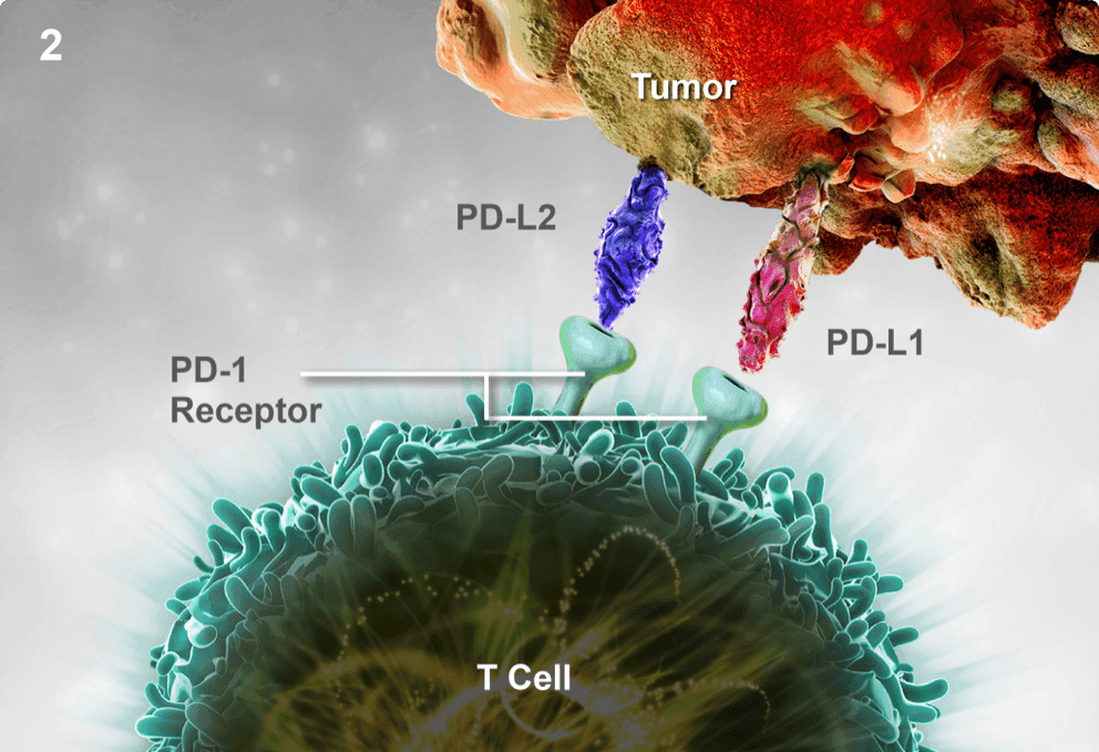 Keytruda Mechanism